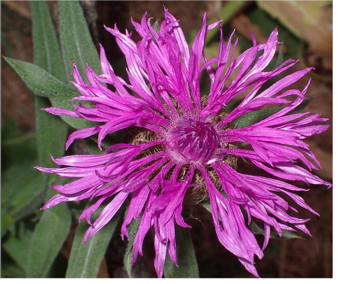 Centaurea uniflora / Fiordaliso unifloro